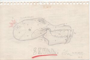 Skull with exit wound